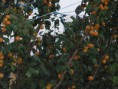 /album/fotogaleria/marhule-vabia-jpg/